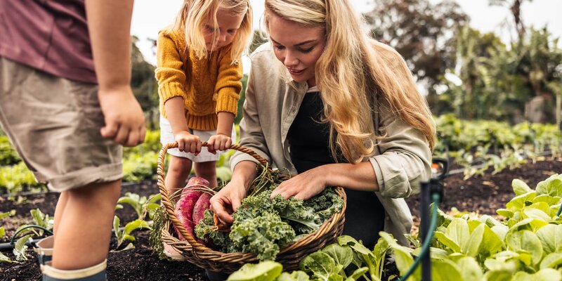 Wichtige Tipps für Gemüsegärtner Starkl Gartenblog Tipps & Tricks