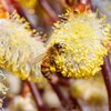 Salix caprea Pendula