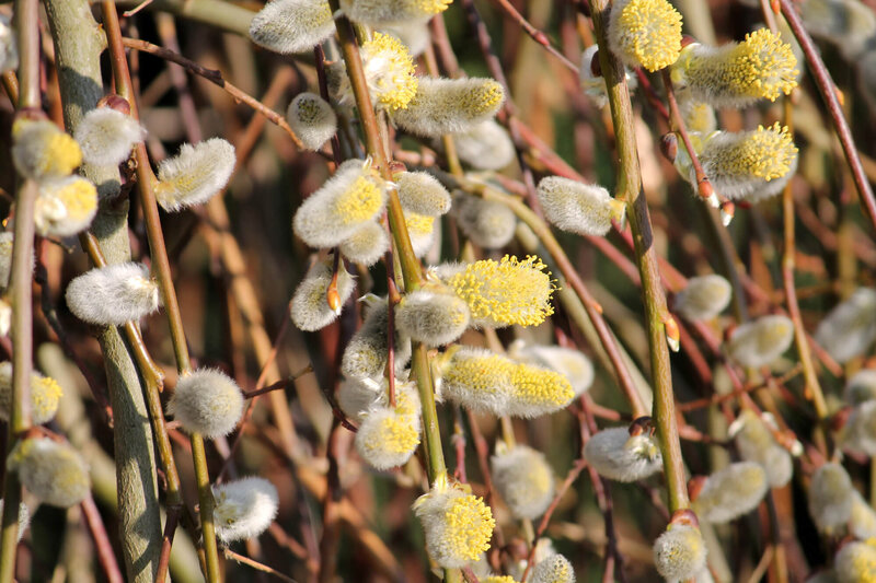 Salix caprea Pendula