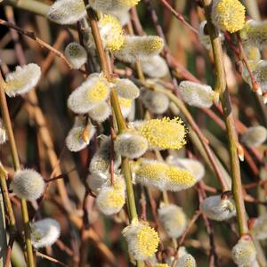 Salix caprea Pendula