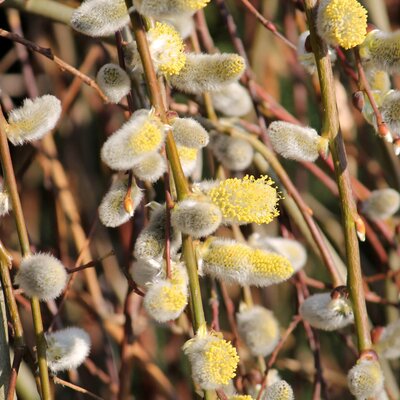 Salix caprea Pendula