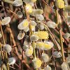 Salix caprea Pendula