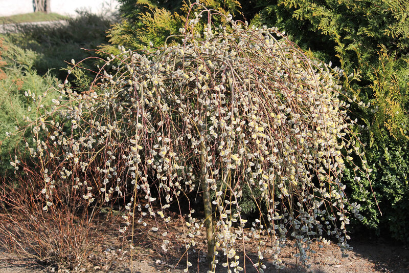 Salix caprea Pendula