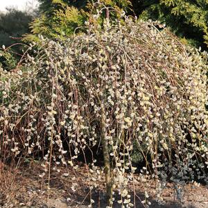 Salix caprea Pendula