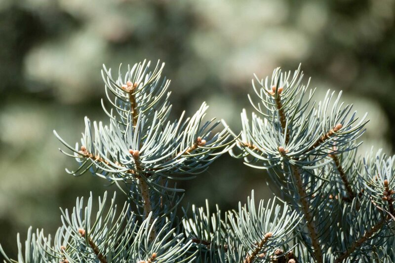 Abies concolor