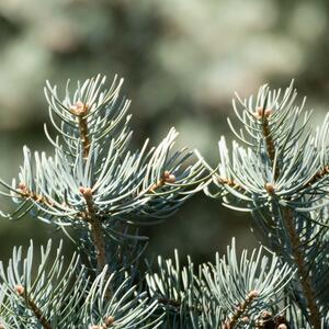 Abies concolor