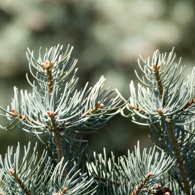 Abies concolor