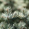 Abies concolor