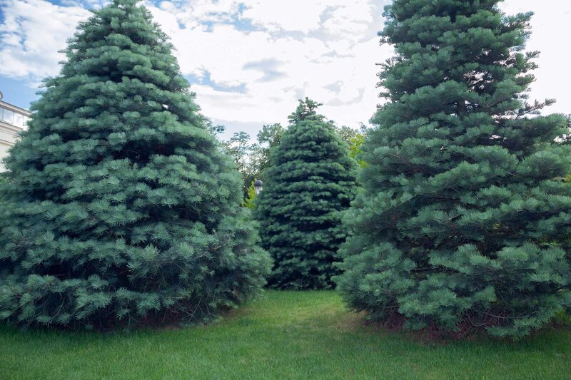 Abies concolor