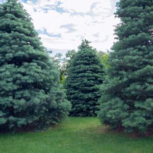 Abies concolor