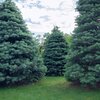 Abies concolor