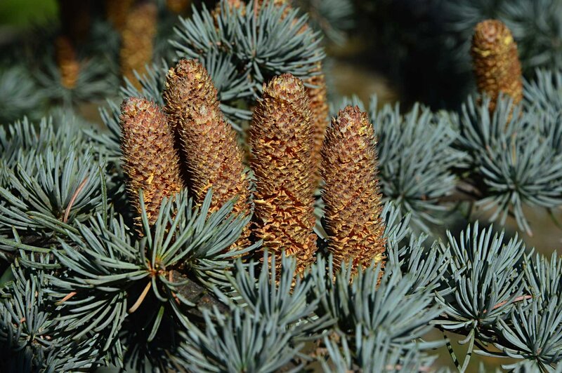 Abies concolor