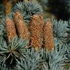 Abies concolor