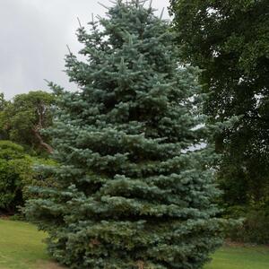 Abies concolor