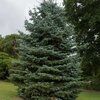 Abies concolor