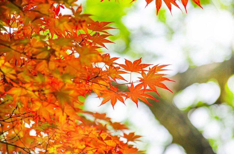 Acer freemanii 'Autumn Blaze'®