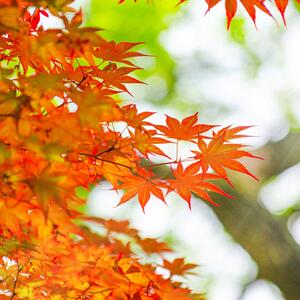 Acer freemanii 'Autumn Blaze'®