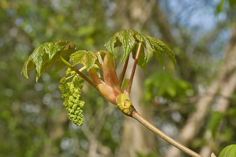 Acer pseudoplatanus