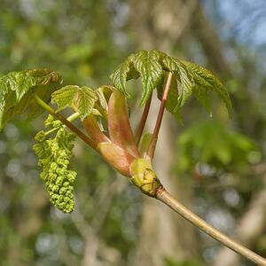 Acer pseudoplatanus