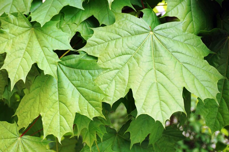 Acer pseudoplatanus
