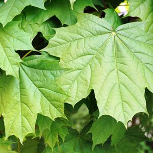 Acer pseudoplatanus