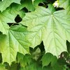 Acer pseudoplatanus