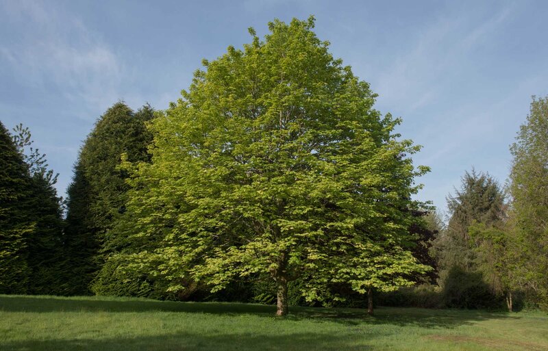 Acer pseudoplatanus