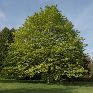 Acer pseudoplatanus