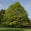 Acer pseudoplatanus