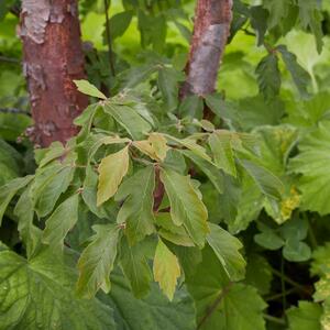 Acer griseum