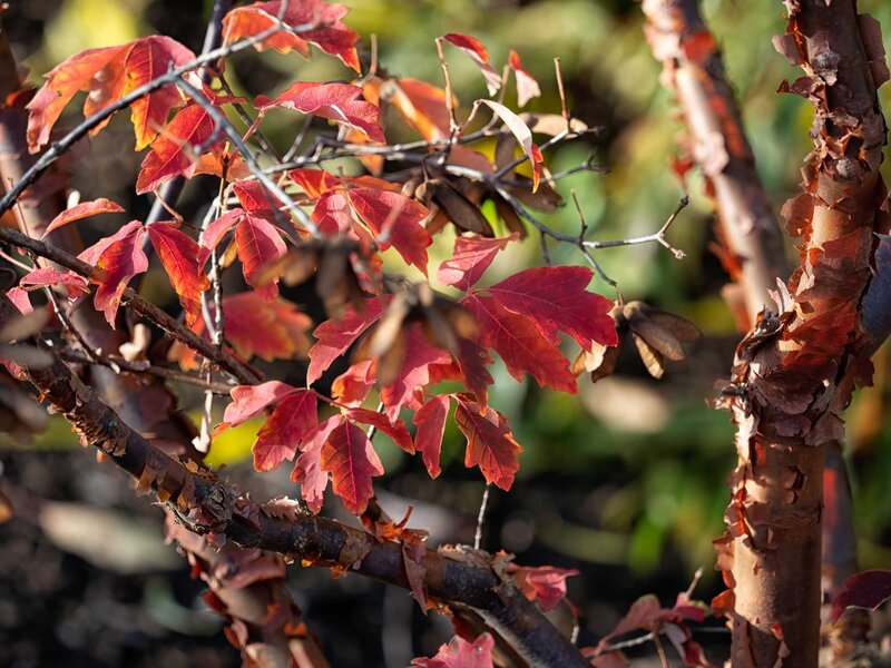 Acer griseum