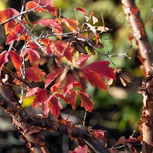 Acer griseum