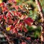 Acer griseum