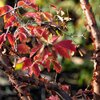 Acer griseum