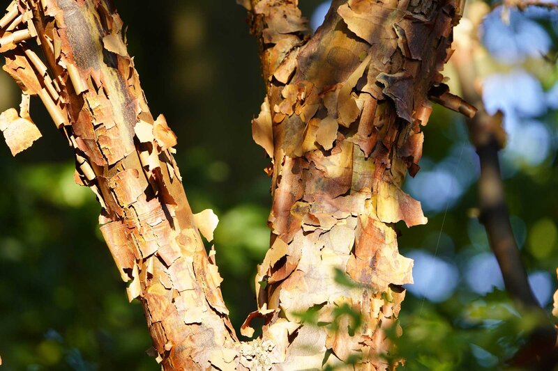 Acer griseum