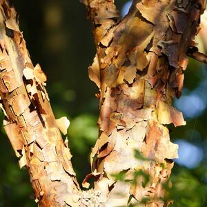 Acer griseum