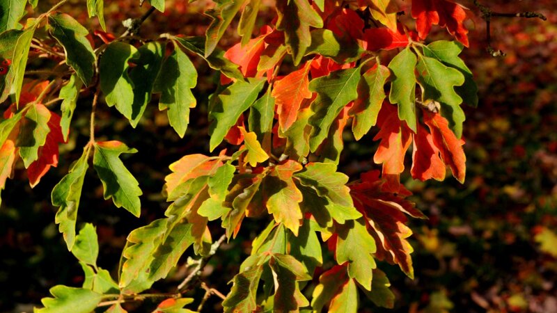 Acer griseum