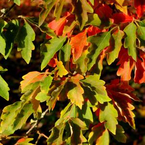 Acer griseum
