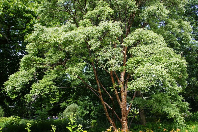 Acer griseum