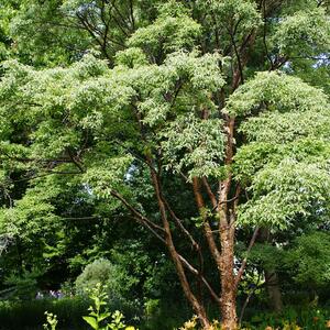 Acer griseum