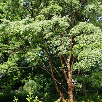 Acer griseum