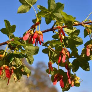 Acer monspessulanum