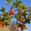 Acer monspessulanum