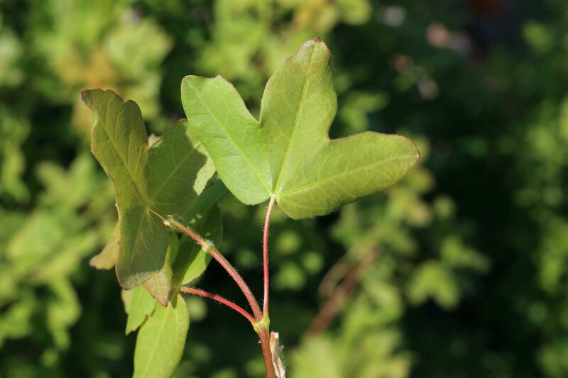 Acer monspessulanum