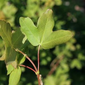 Acer monspessulanum