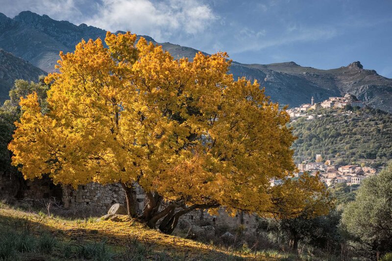 Acer monspessulanum