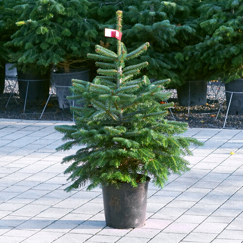 Abies nordmanniana