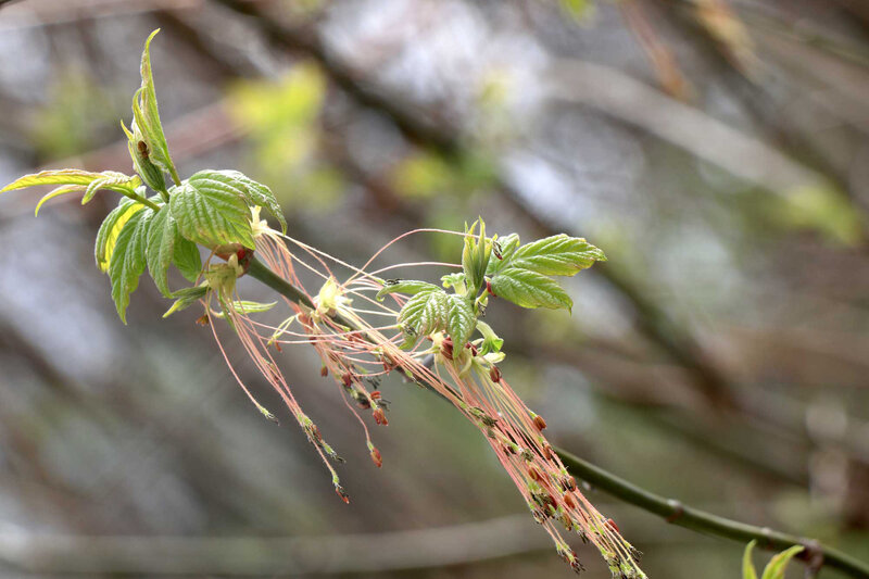 Acer negundo 'Flamingo'