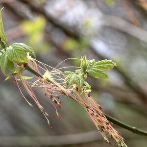 Acer negundo 'Flamingo'