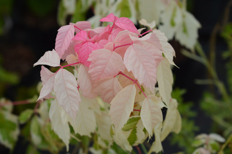 Acer negundo 'Flamingo'